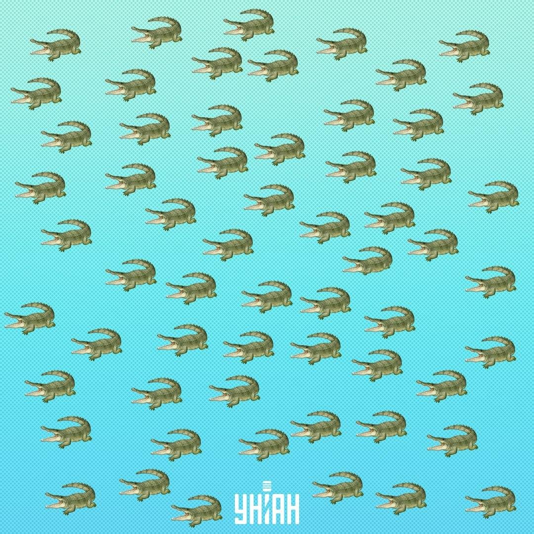 Reptilet er skjult, men du bør se det om 15 sekunder / Collage Moje