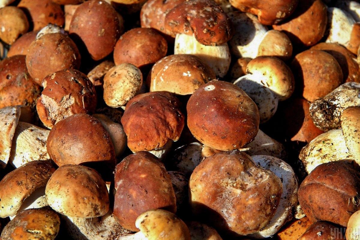 Finn en stein blant sopp i tide / Moje collage