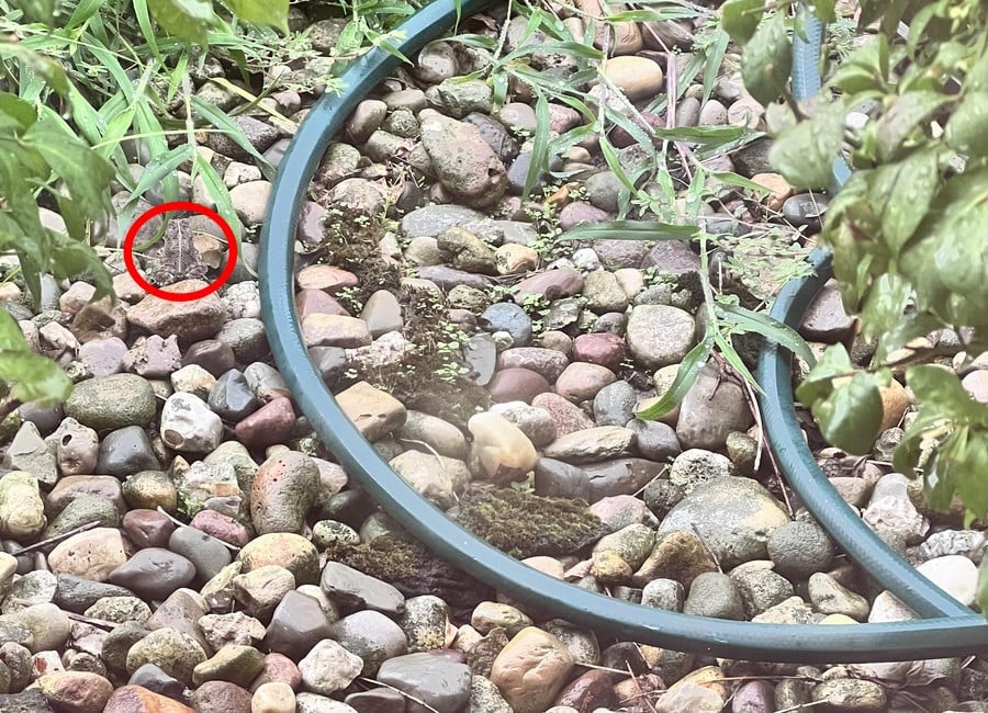 Avdekking av den optiske illusjonen