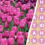 Bare 2 prosent av befolkningen finner ordet "tulipan" på 8 sekunder: en overraskende gåte Bare 2 prosent av befolkningen finner ordet «tulipan» på 8