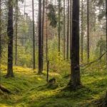 Hvilket dyr er skjult i bildet: bare noen få mennesker